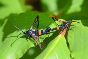 appelglasvlinder (Synanthedon myopaeformis) 6-2021 7547-